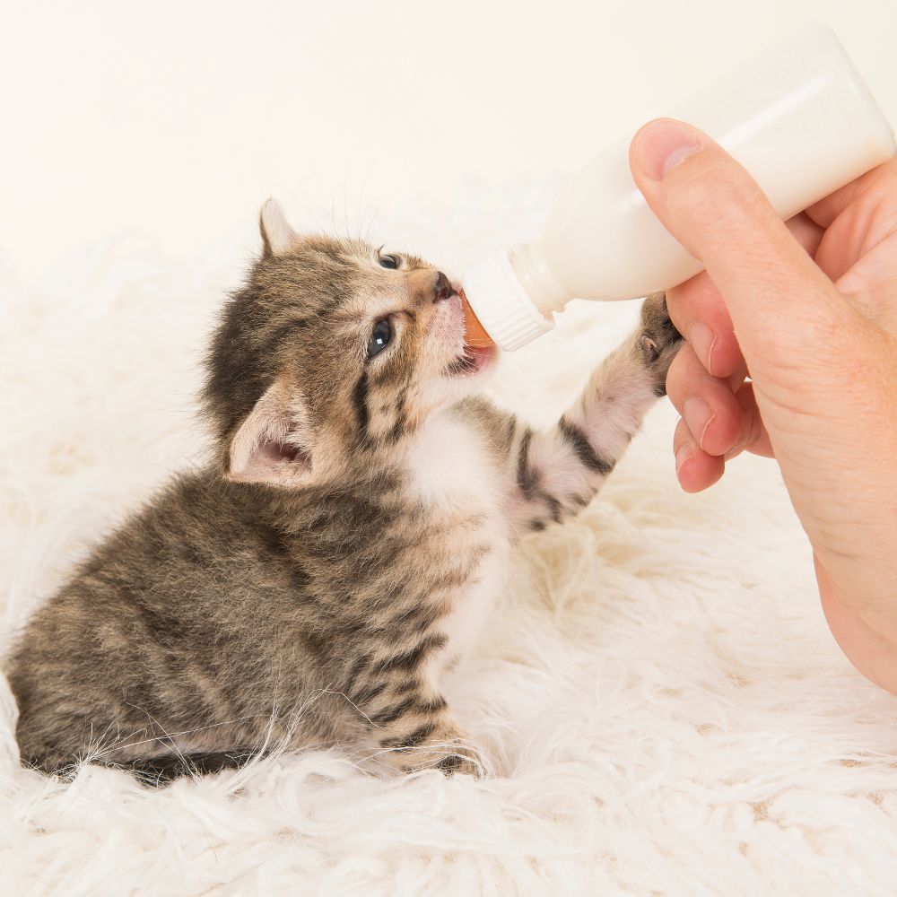 pediatria-cuccioli-cane-gatto