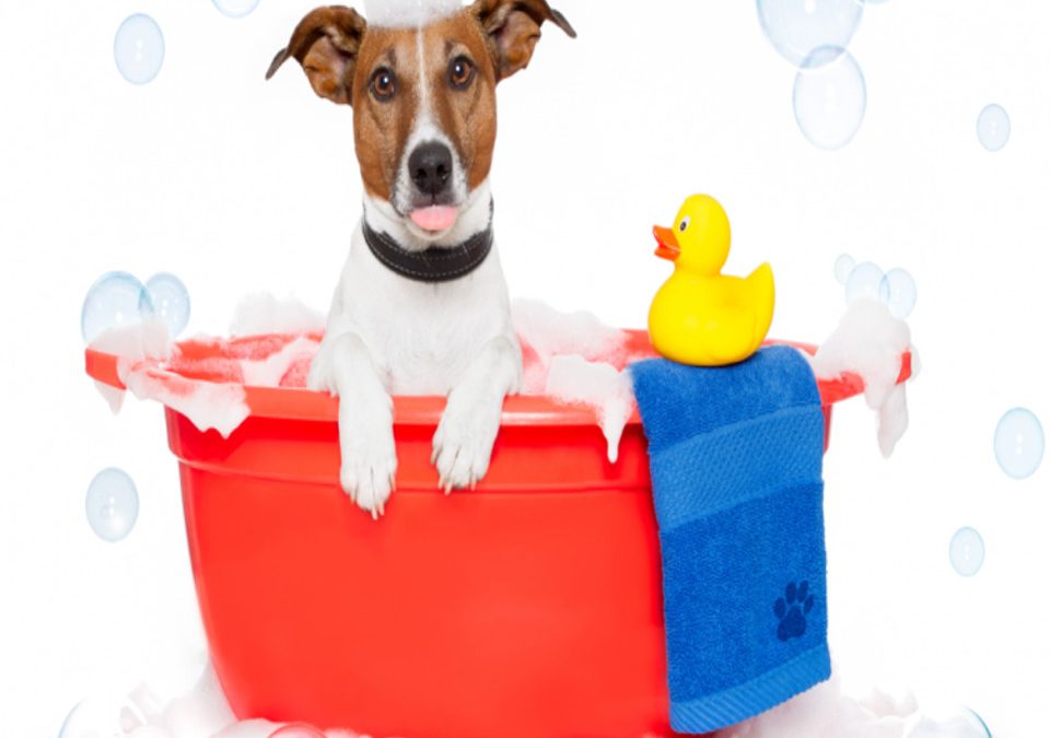 IL PRIMO BAGNETTO DEL CUCCIOLO