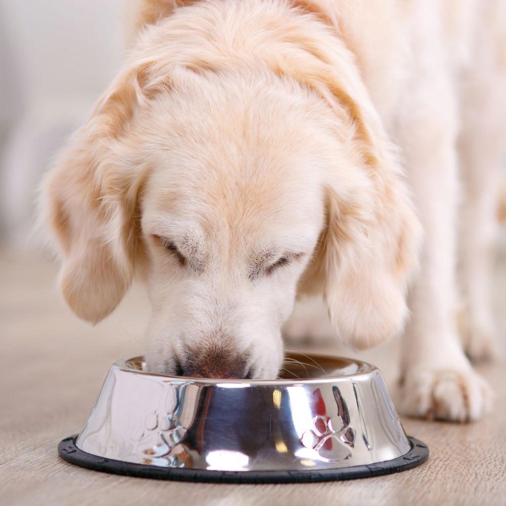 consulenza-nutrizionale-veterinaria