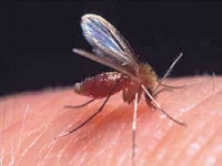 LEISHMANIOSI 1 leishmaniosi