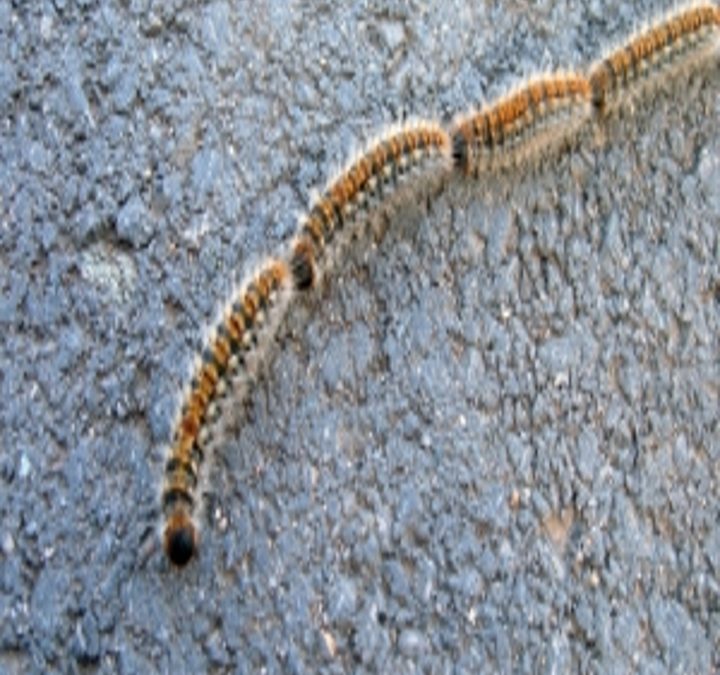 DA MARZO INIZIA IL PERICOLO “PROCESSIONARIA”