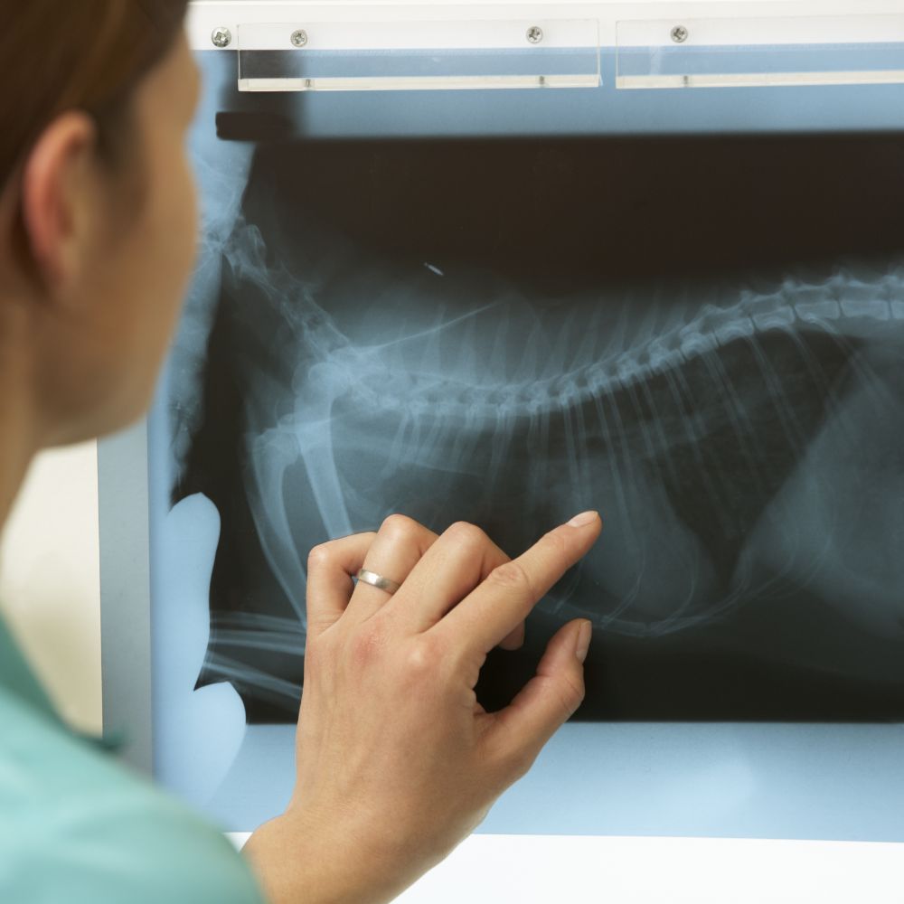 radiografia-veterinario-torino