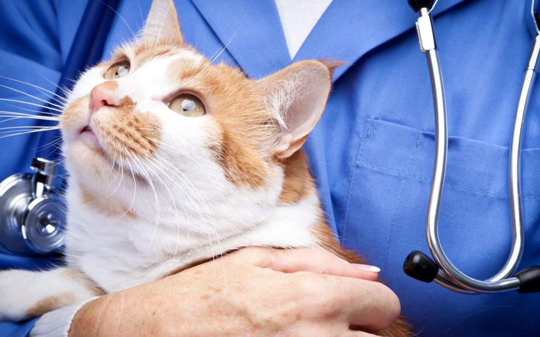 FELV: La malattia del “Gatto Gentile”