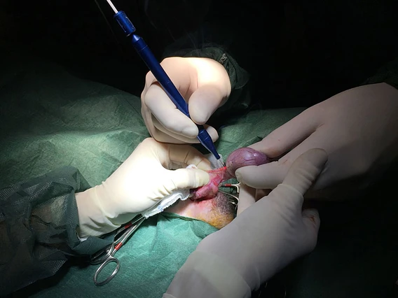 Lumix® Surgery Dual Veterinary 2 Chirurgia