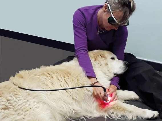 Lumix® Surgery Dual Veterinary 1 Terapia