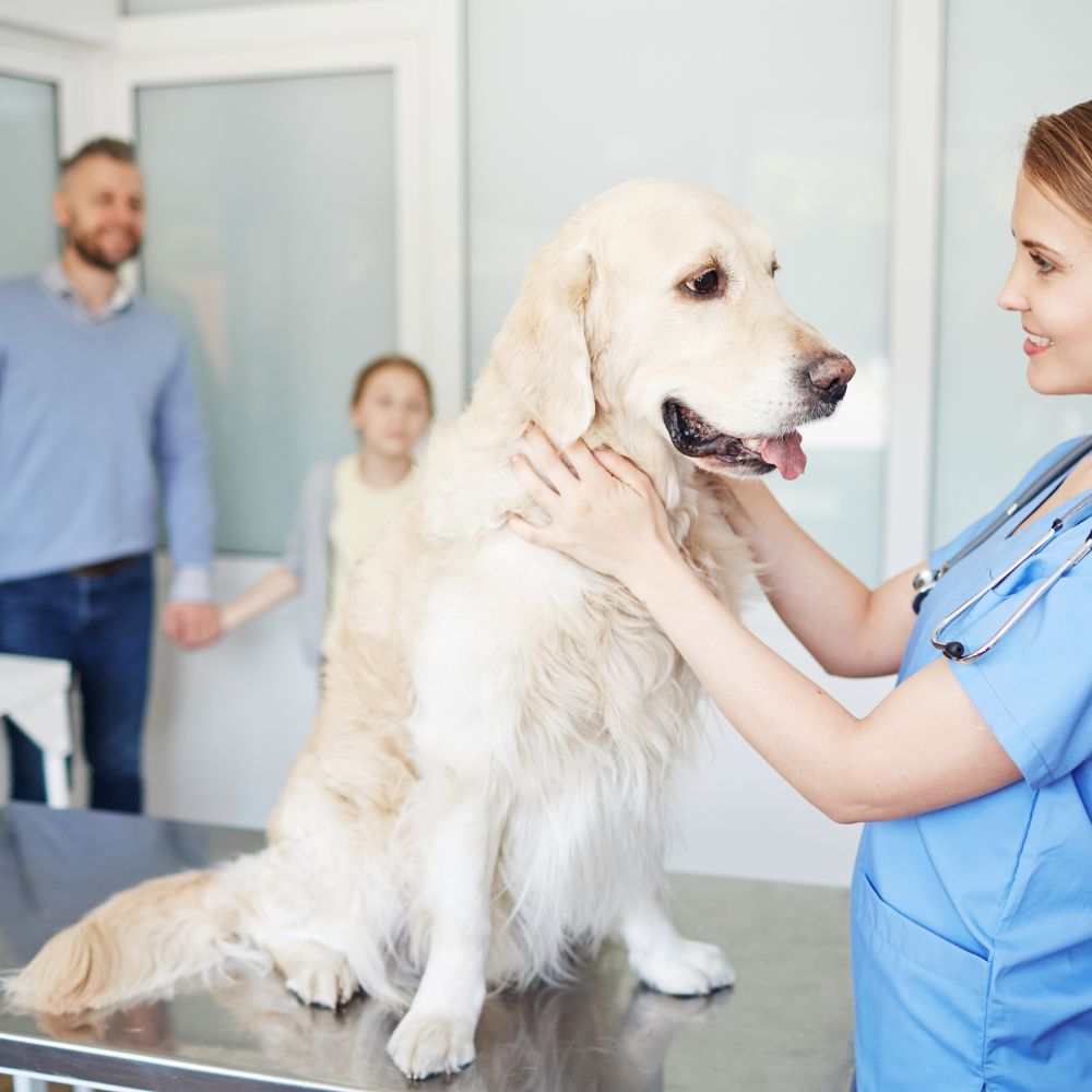 radiografia-veterinario-torino